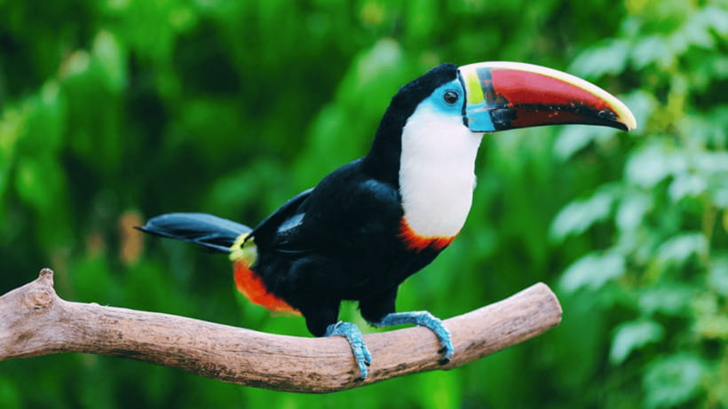 Shanghai: Wild Animal Park Ticket - Animal shows plus scheduled interactive moments: how to not miss them