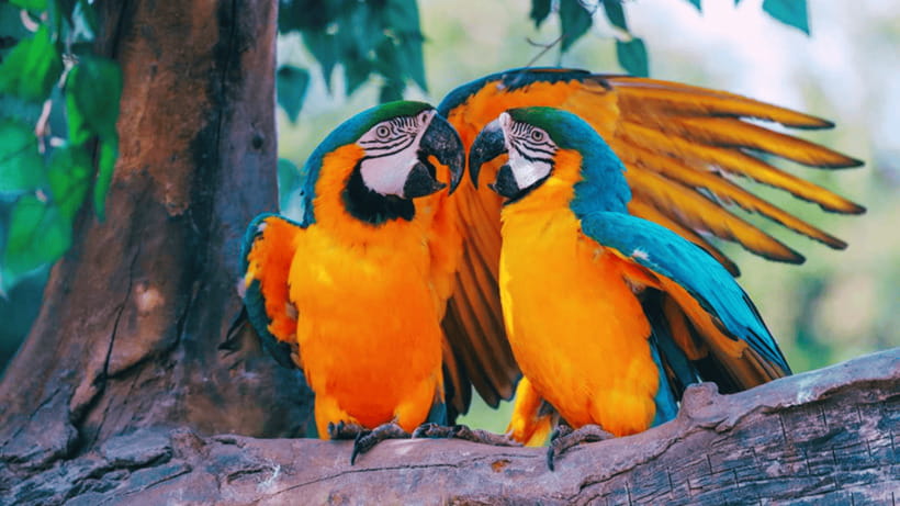 Shanghai: Wild Animal Park Ticket - Practical tips: what to bring, what is not allowed, and safety basics