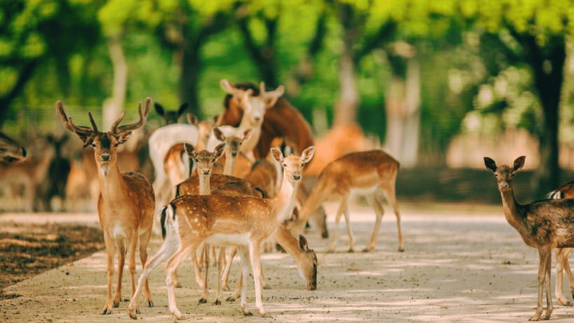 Shanghai: Wild Animal Park Ticket - Who this Shanghai Wild Animal Park ticket suits best