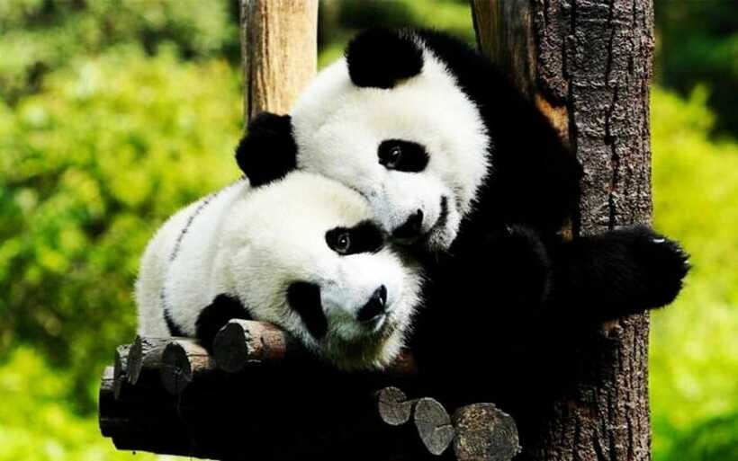 Shanghai: Zoo and Zhujiajiao Water Town Tour with Boat Ride - Who this tour suits best