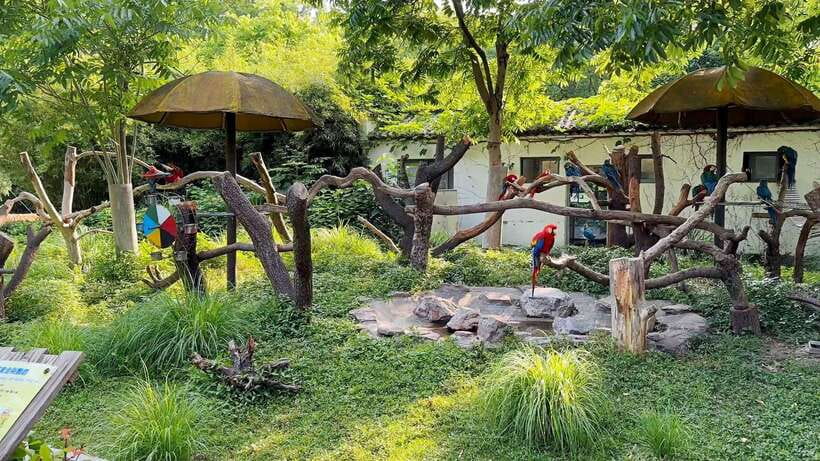 Shanghai: Zoo and Zhujiajiao Water Town Tour with Boat Ride - Shanghai Zoo: pandas, tigers, monkeys, elephants, and friends