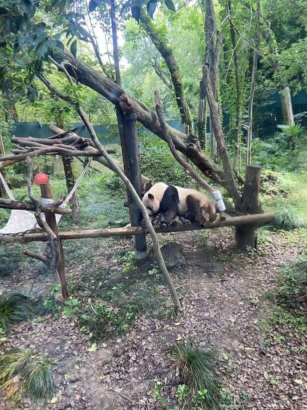 Shanghai: Zoo and Zhujiajiao Water Town Tour with Boat Ride - The canal boat ride: the water-town view you can’t fake