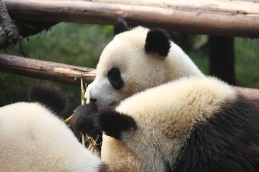 Sichuan: Big Panda Volunteer Day tour - What You Learn While You Work, Real Conservation in Practice