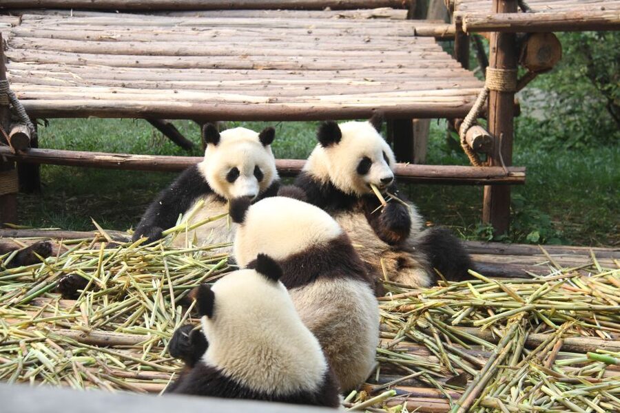 Sichuan: Big Panda Volunteer Day tour - Price and What $347 Covers, Is It Good Value?