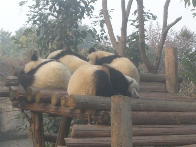 Sichuan: Big Panda Volunteer Day tour - FAQ
