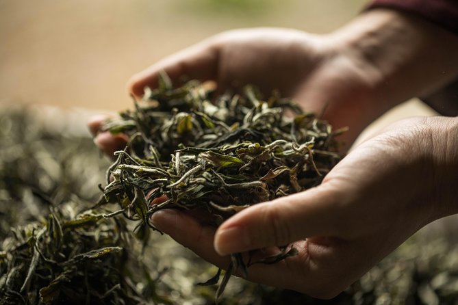 Three-Hour Private Chengdu Tea Wholesale Market Tour - Why the English-Speaking Guide Matters in a Tea Maze