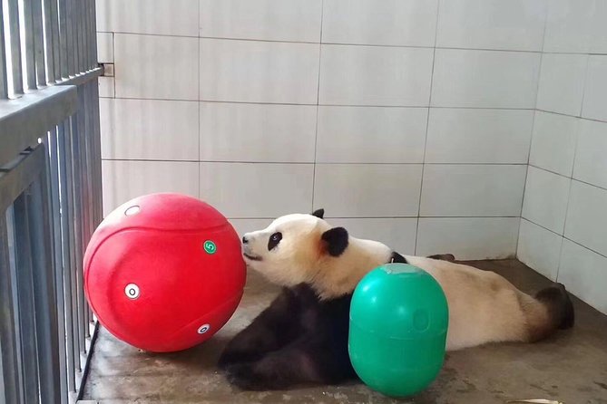 Ticket reservation for Chengdu Giant Panda Breeding Base - Arriving at the meeting point and using your passport at entry