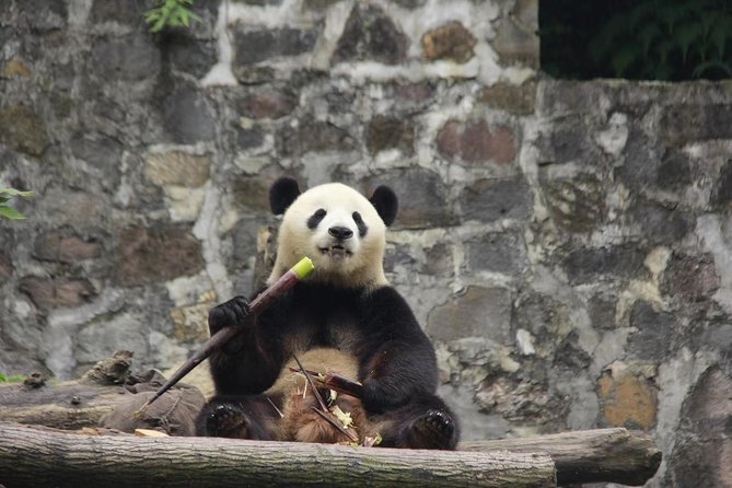 Ticket reservation for Chengdu Giant Panda Breeding Base - Price and logistics: is the $15 value real?