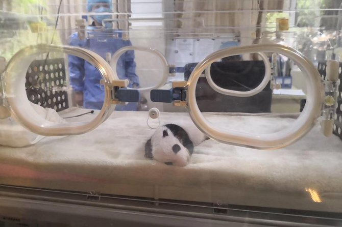Ticket reservation for Chengdu Giant Panda Breeding Base - Who this Chengdu panda visit fits best