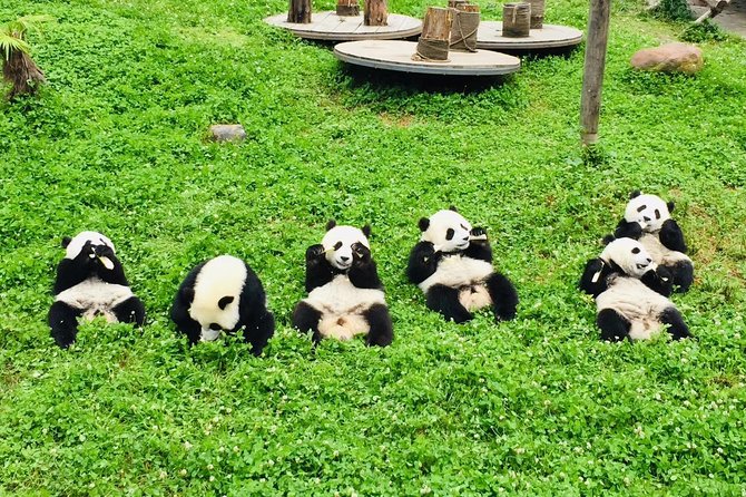 Ticket reservation for Chengdu Giant Panda Breeding Base - Morning panda timing and how to plan your 2 to 8 hours