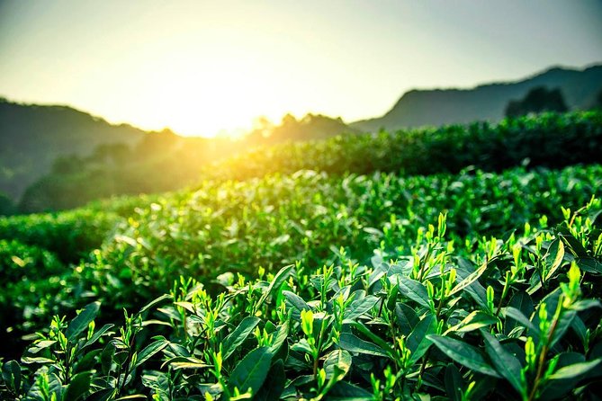 Unveil the Charm of Hangzhou - Half-Day Sightseeing Tour - Should You Book This Hangzhou Half-Day Tour?