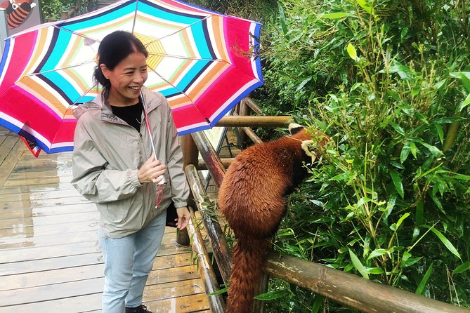 Visiting Chengdu Panda Base in a Half Day - Why Xiongmao Jidi feels different from a standard panda stop