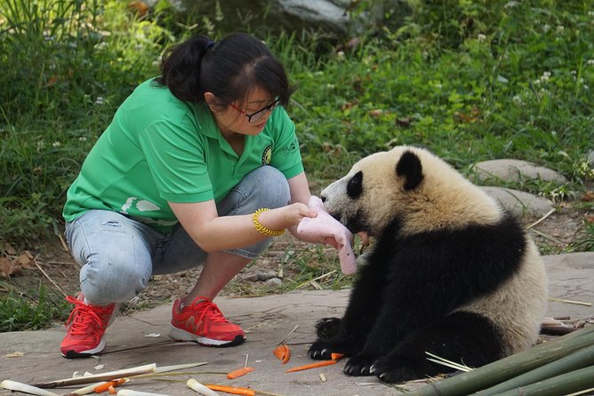 Visiting Dujiangyan Yaan Wolong Panda Base Optional Volunteering - Where you go, and why it matters (Dujiangyan vs Ya’an Bifengxia vs Wolong)