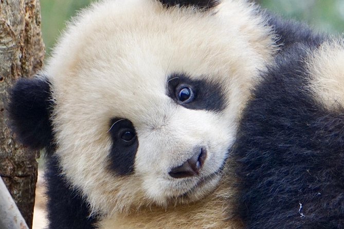 Visiting Dujiangyan Yaan Wolong Panda Base Optional Volunteering - Guides you’ll want to meet, and why their style matters