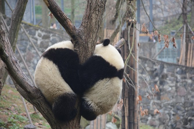 Visiting Dujiangyan Yaan Wolong Panda Base Optional Volunteering - The volunteer day schedule, hour by hour