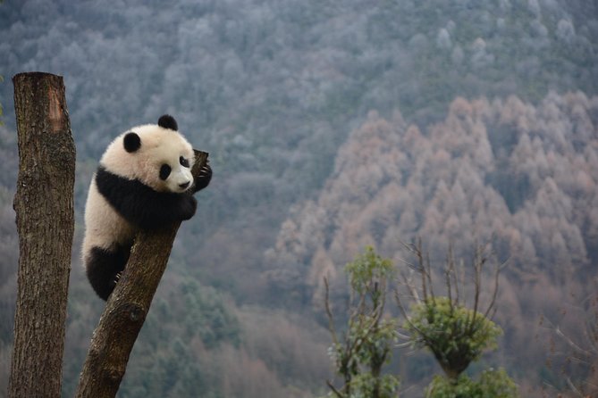 Wolong Panda Base Private Day Tour Optional Volunteering - Chengdu Pickup, Drive Time, and Your Real Day Plan