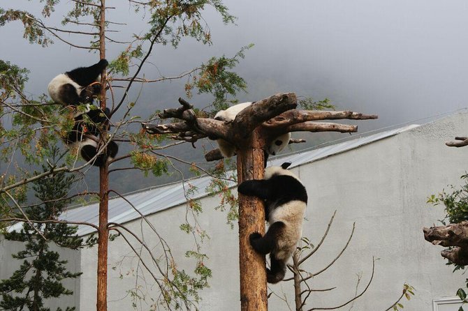 Wolong Panda Base Volunteering Program from Chengdu - 8:30am keeper tasks at the reserve: cleaning enclosures and preparing food